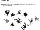 Describamos al insecto