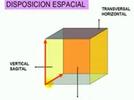 Posición anatómica