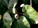 Copalchi, una planta amarga contra la diabetes