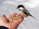 Alimentando a las aves.