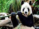Reglamento del Zoológico de Chapultepec