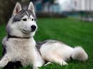 Libro de cuidados necesarios para nuestros perros