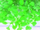 Las plantas transgénicas