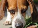 Somos responsables con nuestras mascotas