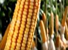 México, Líder en producción de alimentos 