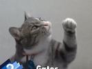 Documental de animales que podemos tener en casa.