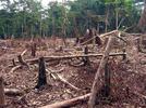 ¿Qué es la deforestación?