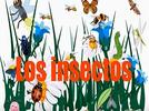 Así son los insectos
