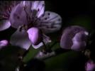 El valor de la biodiversidad