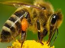 Comprendiendo a las abejas para cuidarlas