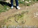Agua estancada