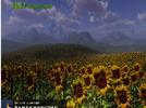 Cómo los girasoles atrapan al Sol
