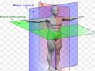 Planos del cuerpo humano