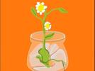 ¿Cómo nacen las plantas?
