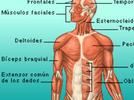Diagramas del Sistema Muscular y el Óseo