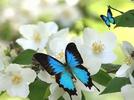 Gusanito, mariposita