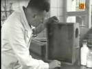 MED: Historia del DDT