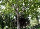 Tipos de árboles