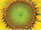 Problemas con los números de Fibonacci