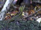 El valor de la biodiversidad