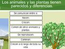 Semejanzas y diferencias entre plantas y animales