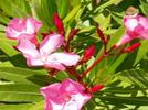 Flores venenosas 