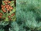 Plantas venenosas 