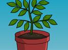 Cómo crecen las plantas 