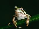 Describe y explica las características comunes que identifica entre seres vivos y elementos que observa en la naturaleza.