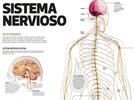 Sistema nervioso central y el sistema nervioso autónomo