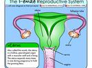 Sistema reproductor femenino