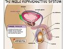 Sistema reproductor masculino.