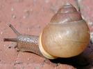 Slug images