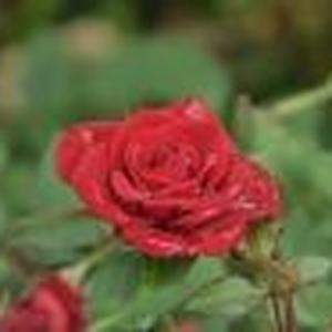Lourdes Rivera