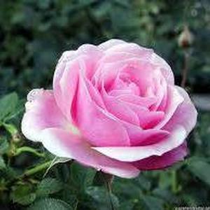 Rosy Nino