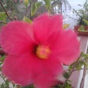 Magnolia Salgado