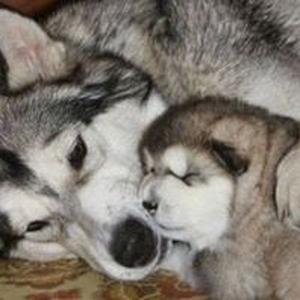 Francisco Valenzuela