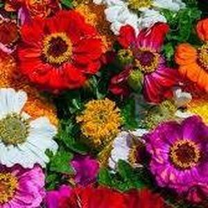 maria guadalupe montero