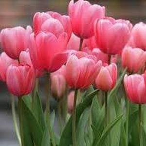 Clementina Hernandez