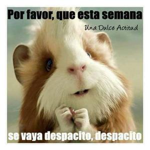 LLUVIA AVILES
