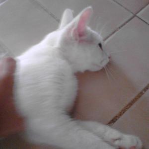 roxana